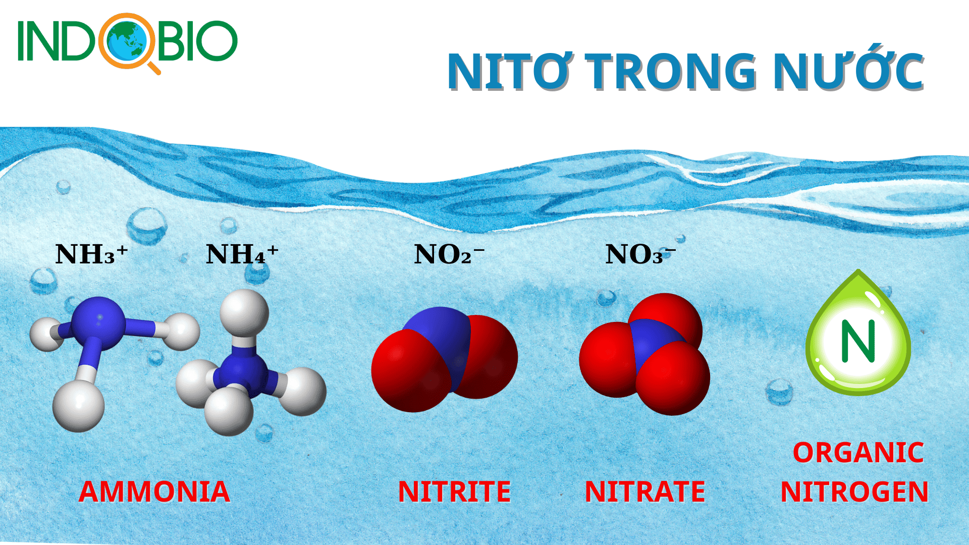 Các dạng Nitơ trong nước thải